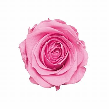 プリザーブドフラワー　ローズ バラ 薔薇　大地農園　いずみ　かのんM 合計30輪 マイフラ】 通販/大地農園 ローズ・いずみ ガーネット 9輪入